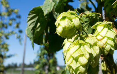 Chmeľ (Humulus lupulus) Chmeľ (Humulus lupulus)